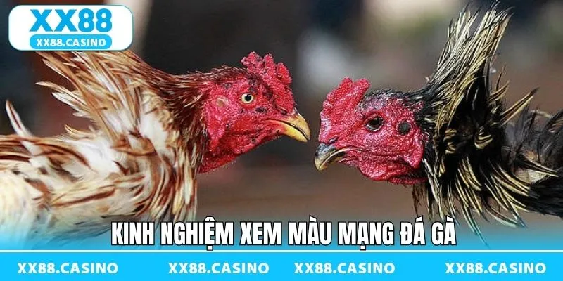 Mẹo xem màu mạng chuẩn khi tham gia chọi kê Mẹo xem màu mạng chuẩn khi tham gia chọi kê